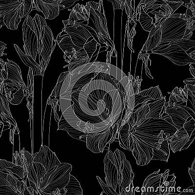 Amaryllis hippeastrum lilly flower branch white outline sketch on black background seamless pattern. Stock Photo