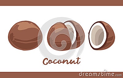 Fruit Illustration pack Coconut in Whole and Sliced Vector Illustration