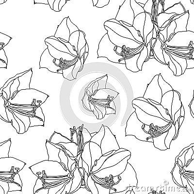 Hippeastrum lilly blooming flowers seamless pattern. Stock Photo