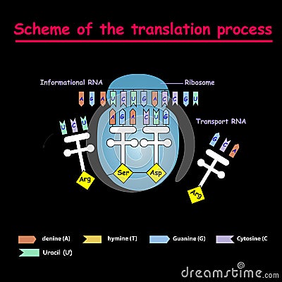 Scheme of the translation process. syntesis of mRNA from DNA in the nucleus. The mRNA decoding ribosome by binding of complementar Stock Photo