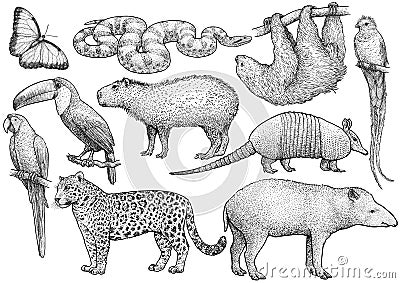 South American animal collection, illustration, drawing, engraving, ink, line art, vector Vector Illustration