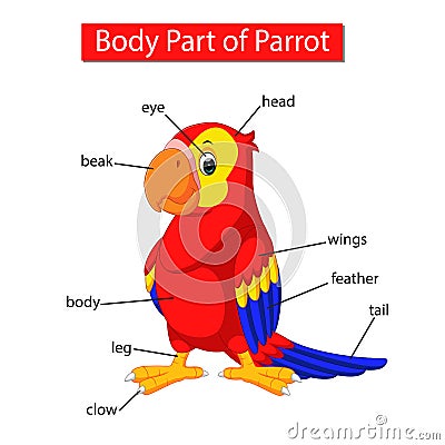 Diagram showing body part of parrot Vector Illustration