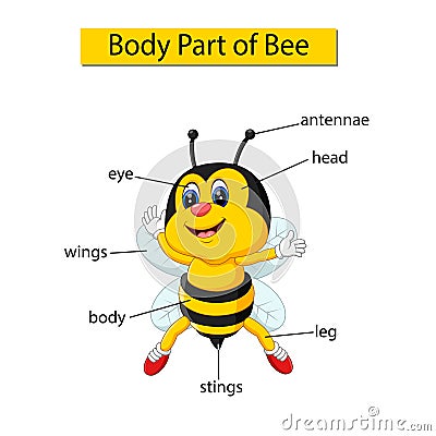 Diagram showing body part of bee Vector Illustration