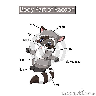 Diagram showing body part of raccoon Vector Illustration