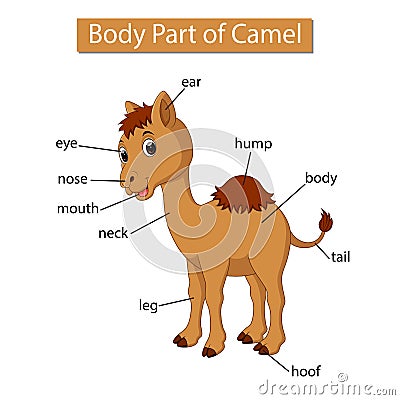 Diagram showing body part of camel Vector Illustration