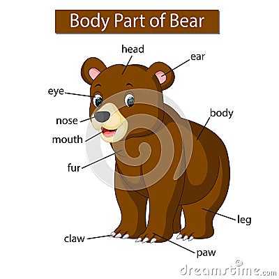 Diagram showing body part of bear Vector Illustration