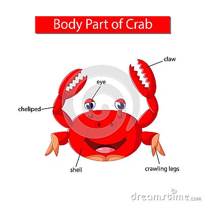 Diagram showing body part of crab Vector Illustration