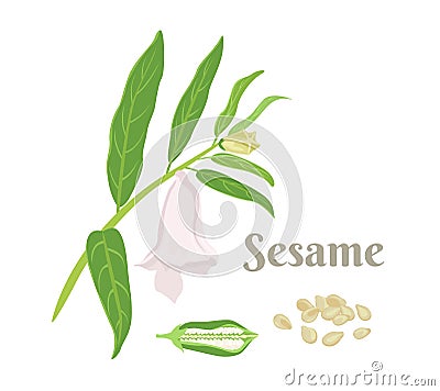 Sesame plant Vector illustration. Sesame branch with green leaves, flower, pod and seeds. Cartoon Illustration