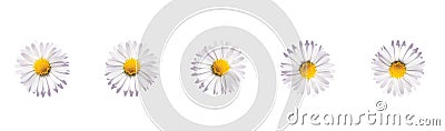 Daisy flowers banner, white flowers isolated on white background. Chamomile flower. Flat lay, top view Stock Photo