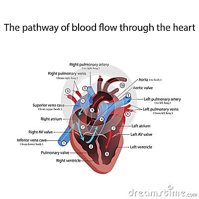 Heart anatomy and types of heart disease vector illustration Vector Illustration