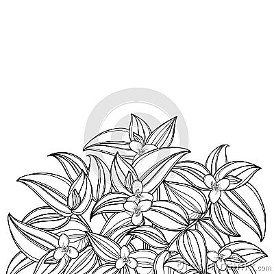 Vector bouquet with outline Tradescantia zebrina or Spiderwort flower bunch and leaf in black isolated on white background. Vector Illustration