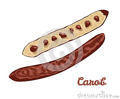 Carob pod bean isolated. Vector illustration of superfood Vector Illustration