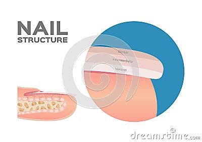 Structure of a Finger Nail . human . anatomy - Vector / dorsal, intermediate, ventral Vector Illustration