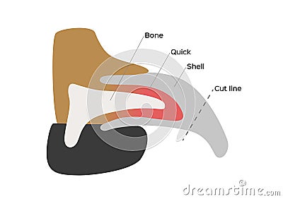 Dog nail structure anatomy / Vector Illustration