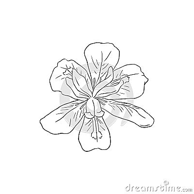 Black Line Art Dietes Flower or Fortnight Lily in Vector Stock Photo