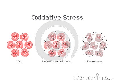Oxidative Stress cell / free radical Stock Photo