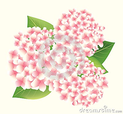 Beautiful Pink Hydrangeas isolated on cream background Vector Illustration
