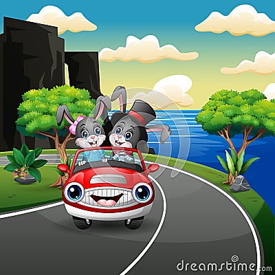 Couples rabbit cartoon driving a car in the seaside road Vector Illustration