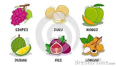 Fruits, Fruits Collection, Grapes, Duku, Mango, Durian, Figs, Longan Vector Illustration