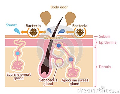 Cause of body odor vector illustration / english Vector Illustration