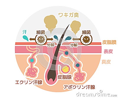 Cause of body odor vector illustration / circle type / japanese Vector Illustration
