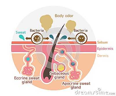 Cause of body odor vector illustration / circle type / english Vector Illustration