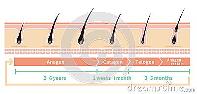 Normal hair cycle illustration Vector Illustration