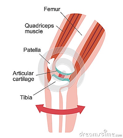 Mechanism and causes of knee joint pain / English Vector Illustration