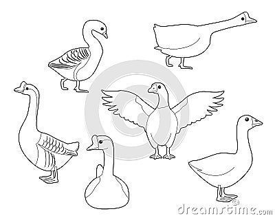 Domestic Goose Cute Cartoon Vector Coloring Book Vector Illustration