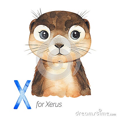 Cute Xerus for X letter. Stock Photo