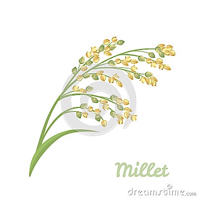 Proso millet panicum miliaceum spike isolated on white background. Vector illustration of cereal plant Vector Illustration