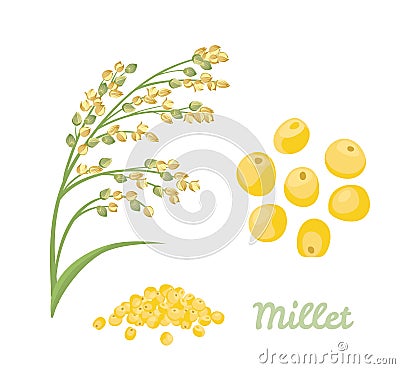 Roso millet isolated on white background. Cereal spike, yellow grains and heap of seeds. Vector illustration Vector Illustration