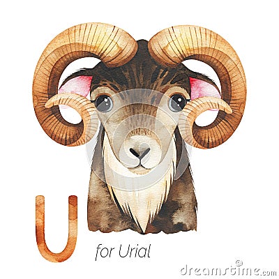 Cute Urial for U letter. Stock Photo