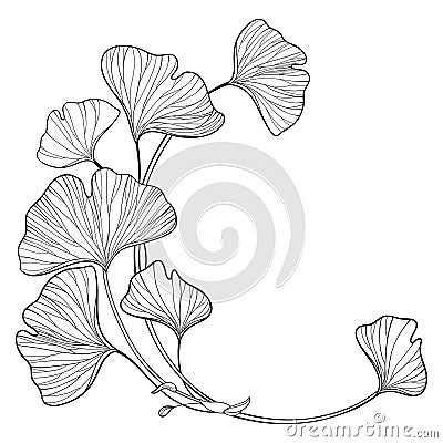 Vector corner branch with outline Gingko or Ginkgo biloba tree. Round bunch with ornate leaf in black isolated on white background Vector Illustration