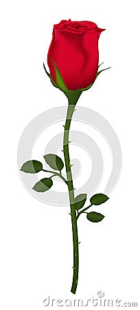 Beautiful red rose Isolated on white background. realistic gradient mesh vector illustration for valentine`s day. Vector Illustration