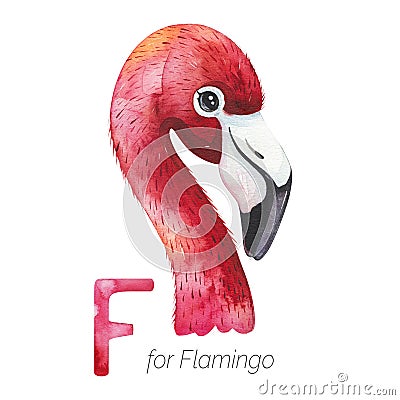 Cute Flamingo bird for F letter. Stock Photo