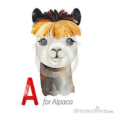 Cute Alpaca for A letter. Stock Photo