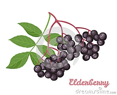 Sambucus isolated on a white background. Branch of black elderberry with green leaves. Vector illustration Vector Illustration