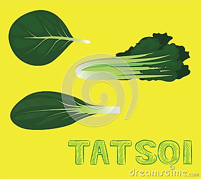 Herbs Indoor Microgreen Tatsoi Vector Illustration Vector Illustration