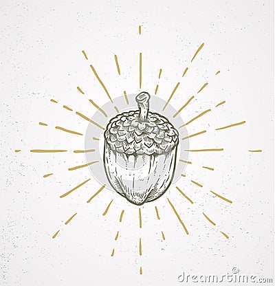 Doodle acorn and sunburst Vector Illustration