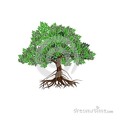 Mangrove tree vector illustration isolated. old tree vector.. Vector Illustration