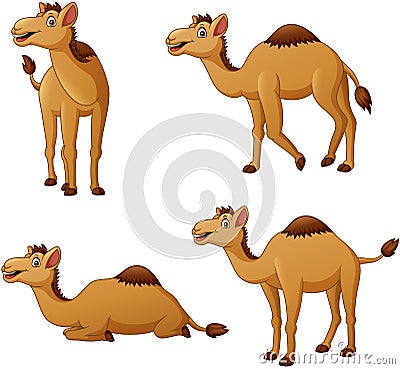 Set of camel cartoon character Vector Illustration