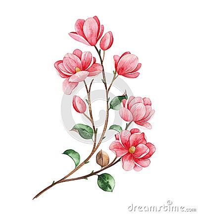 Beautiful watercolor magnolia blossom branches on white background Cartoon Illustration