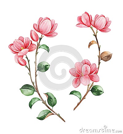 Beautiful watercolor magnolia blossom branches on white background Cartoon Illustration