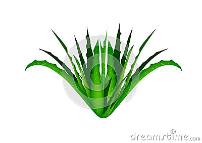 Aloe Vera Green Macro It is a medicinal plant that can treat many diseases. Stock Photo