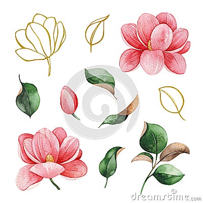 Magnolia flowers and leaves Cartoon Illustration