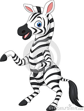 Cartoon funny zebra on white background Vector Illustration