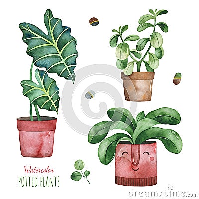 Watercolor potted plants set. Stock Photo