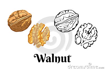 Walnut isolated on white background. Vector color illustration of nuts in shell and peeled in cartoon flat style Vector Illustration