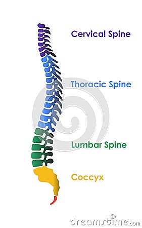 Medical orthopedic spine paper texture in the green-blue background. Vector Illustration